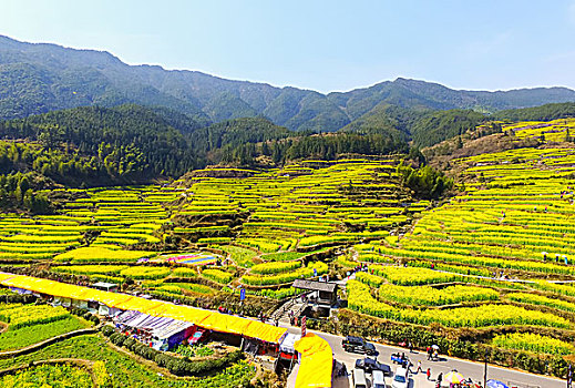 航拍春天婺源的油菜花梯田