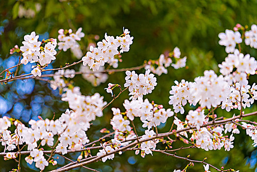 染井吉野樱