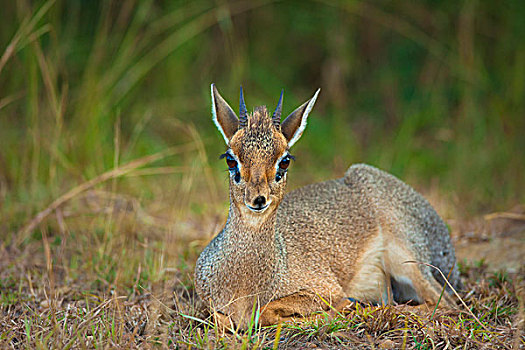 男性的,柯氏犬羚,犬羚属,休息,马赛玛拉国家保护区,肯尼亚,非洲