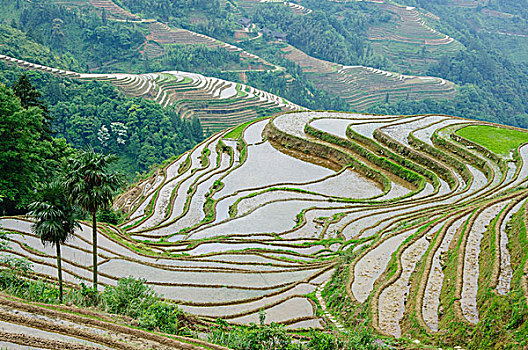 桂林梯田风光