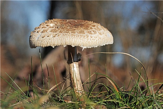 高环柄菇,伞状蘑菇