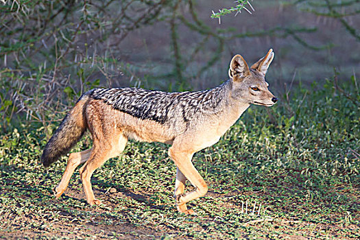 黑背狐狼,走,丛林,侧视图,特写,恩戈罗恩戈罗,保护区,坦桑尼亚
