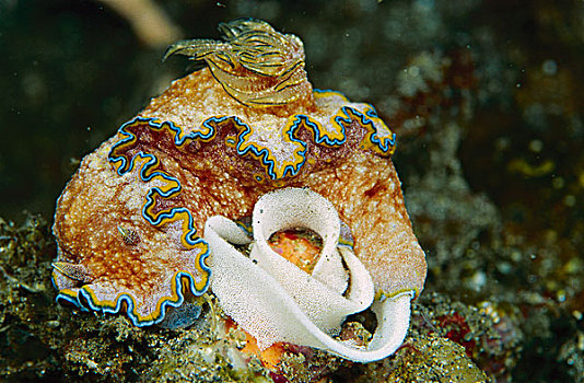 裸鳃类动物,产卵,印度尼西亚