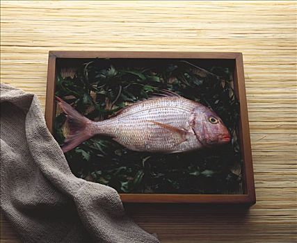 红海,铜盆鱼