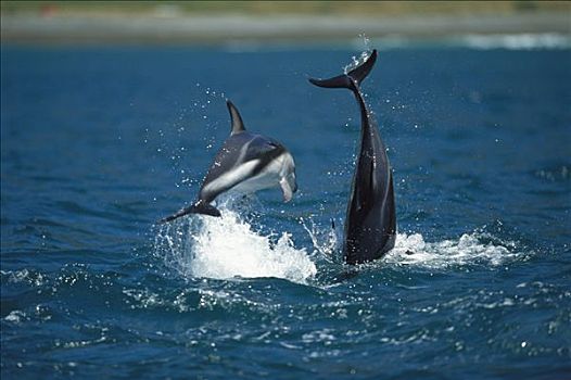 暗黑斑纹海豚,乌色海豚,一对,玩,跳跃,新西兰