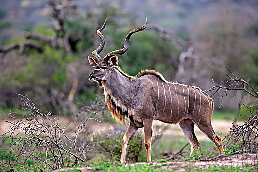 赞比西河,大捻角羚,成年,雄性,觅食,国家公园,纳塔耳,南非,非洲