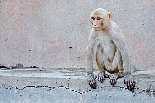短尾猿,猴子,幼小,坐,墙壁,斋浦尔,城市,拉贾斯坦邦,印度,亚洲