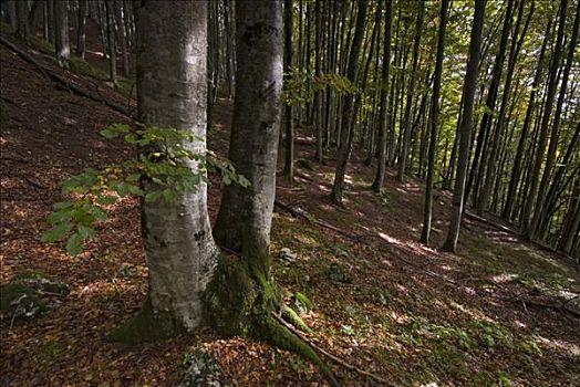 山毛榉,小树林,提洛尔,奥地利,欧洲
