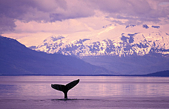 北美,美国,阿拉斯加,驼背鲸,大翅鲸属