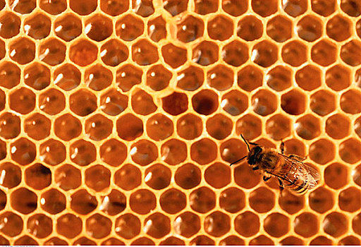 特写,蜜蜂,蜂窝,艾伯塔省,加拿大