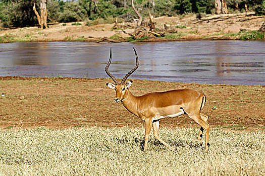 黑斑羚,桑布鲁野生动物保护区,肯尼亚