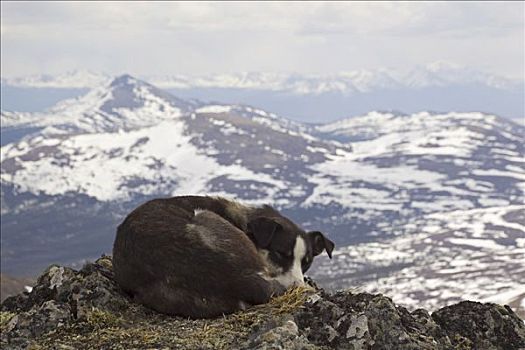 休息,雪橇狗,卷曲,向上,阿拉斯加,哈士奇犬,山,山峦,太平洋海岸,山脉,后面,育空地区,加拿大,北美