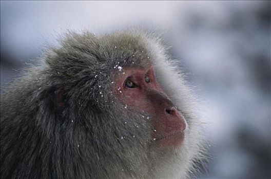 日本,雪,猴子