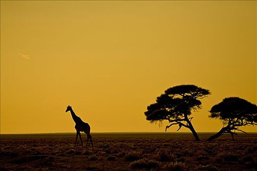 长颈鹿,日出,埃托沙国家公园,纳米比亚,非洲