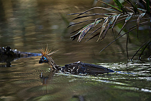 麝雉,幼小,水,国家公园,亚马逊雨林,厄瓜多尔