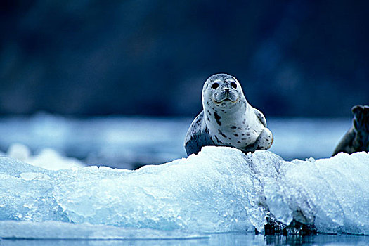 美国,阿拉斯加,冰河湾国家公园,斑海豹,冰山,靠近,冰河
