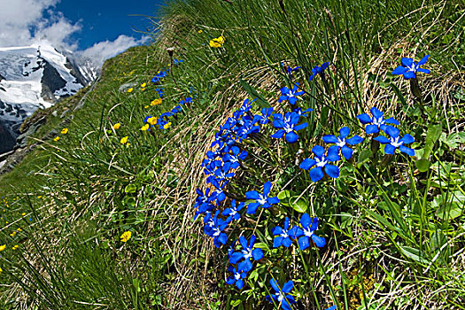 龙胆根,龙胆属,花,海里根布鲁特,上陶恩山国家公园,奥地利