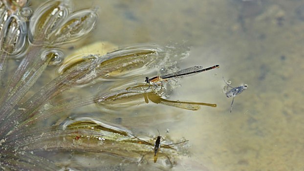 蜻蜓卵小时候图片