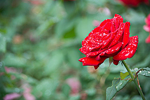 雨后鲜花盛开