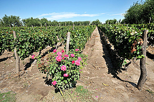 葡萄,品种,玫瑰,指示器,虫害横行,蔓藤,昆虫,蒙多扎省,阿根廷,南美