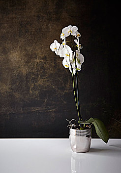 一个,白色,兰花,植物,蝴蝶兰属,铬合金,容器,正面,暗色,褐色背景