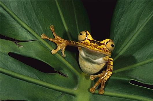 树蛙,树蟾属,厄瓜多尔