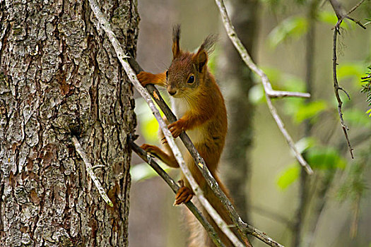欧亚红松鼠,松鼠,攀登,树,北方,卡瑞里亚,芬兰,欧洲