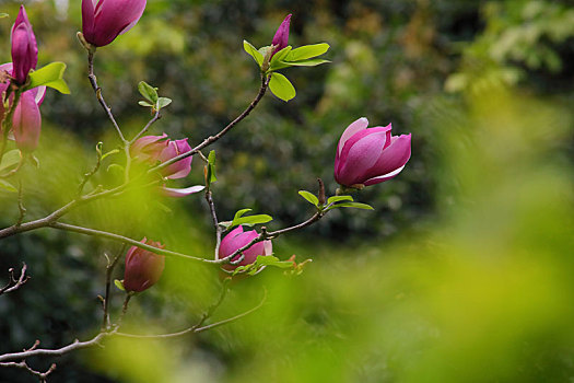 紫玉兰花