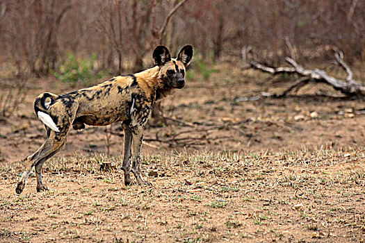 非洲野狗,非洲野犬属,成年,警惕,克鲁格国家公园,南非,非洲