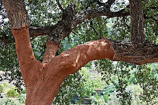 栓皮栎,西班牙栓皮栎,阿尔加维,葡萄牙