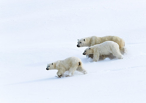 北极熊,动物,15个月,老,幼兽,走,雪中,杂乱无章,巴芬岛,努纳武特,加拿大,北美