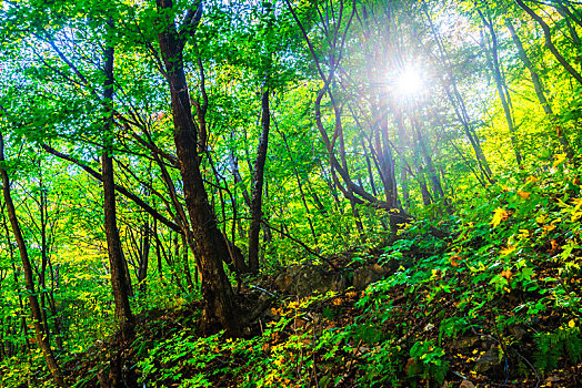 辽宁本溪绿石谷森林公园天然树林秋季黄昏时分景观