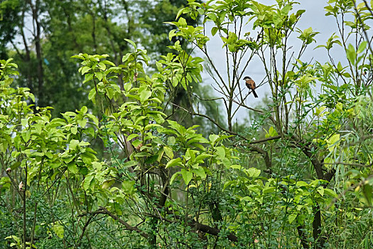 青龙湖湿地公园的树上小鸟