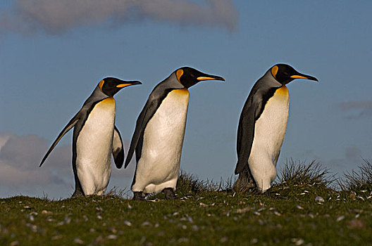 帝企鹅,三个,自愿角,东福克兰,岛屿,福克兰群岛