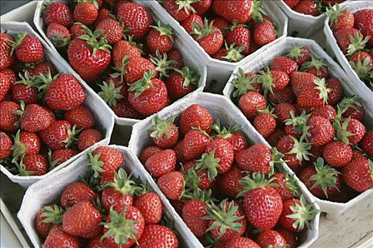 草莓,出售,货摊,海德堡,巴登符腾堡,德国,欧洲