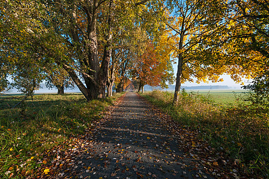 树林,小路,秋天,自然保护区,靠近,法兰克福,黑森州,德国,欧洲