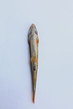 花泥鳅鱼标本