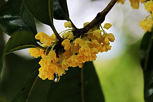 雨中桂花