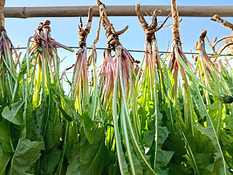 蒲公英制茶,野菜