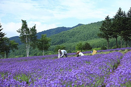 薰衣草,收获