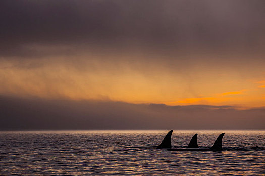 多,逆戟鲸,约翰斯顿海峡,彩色,日落,不列颠哥伦比亚省,加拿大