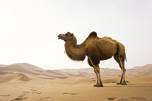 双峰骆驼,沙漠,新疆,中国