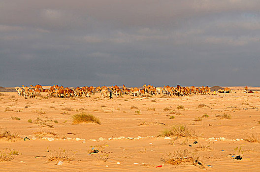 毛里塔尼亚,骆驼,牧群,水上,洞,撒哈拉沙漠