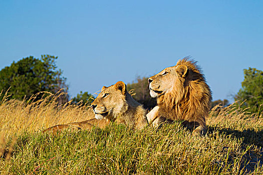 非洲狮,雌狮,狮子,卧,草丛,一起,远眺,奥卡万戈三角洲,博茨瓦纳,非洲