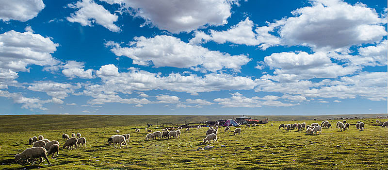 青海湖畔羊群