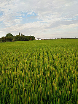 田园风光,乡村美景