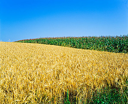 大麦,玉米地,阿尔萨斯,法国