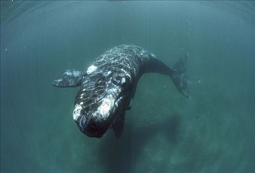 南露脊鲸,水下,瓦尔德斯半岛,阿根廷