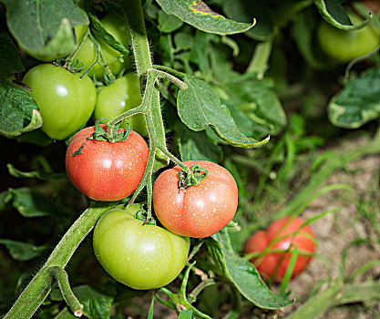 温室西红柿