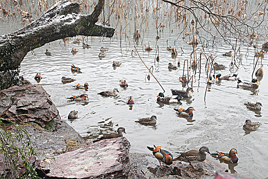 杭州,西湖,荷塘,荷叶,枯萎,干枯,死亡,冬天,平静,姿态,断桥,下雪,鸭子,鸳鸯,水禽,鸟